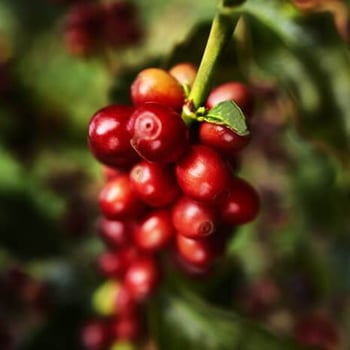 coffee facts 6